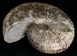 Excellent Hoploscaphites Ammonite - South Dakota #6129-4